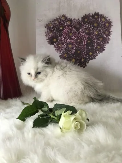 rehoming Ragdoll kittiessss