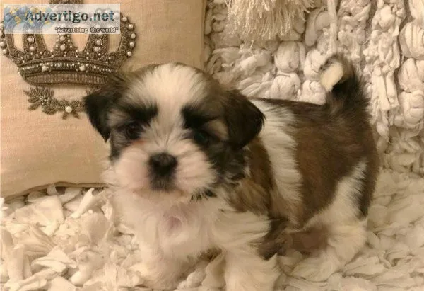 Well Socialized Shih Tzu Puppies For Sale.