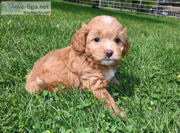cavapoo