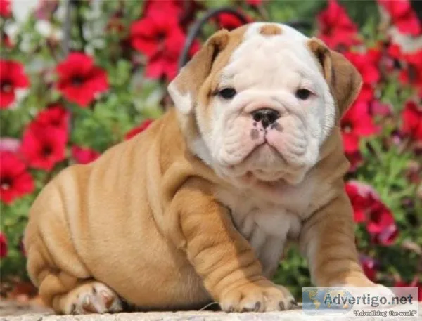 AKc Reg. English Bulldog Puppies Available..