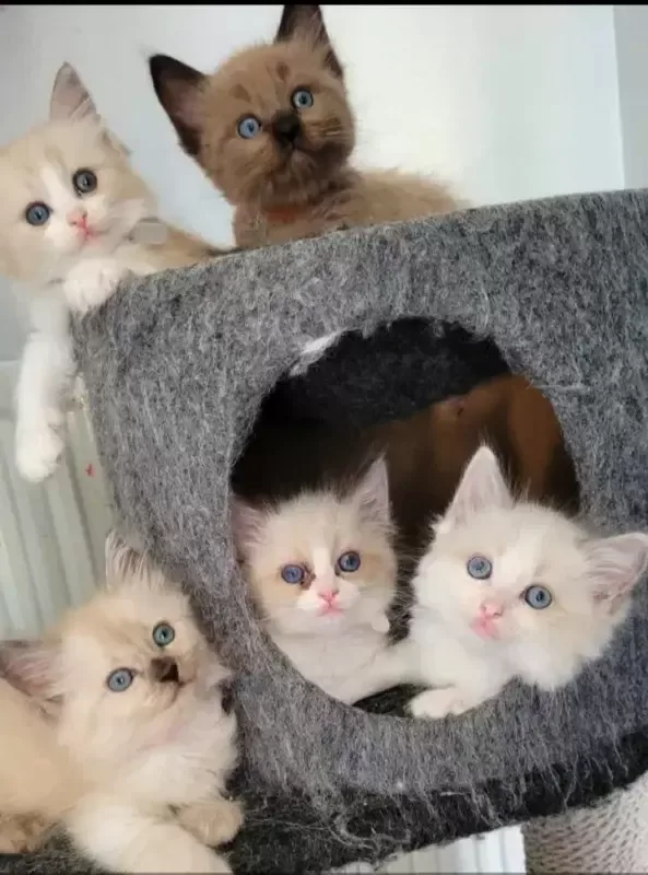 Gorgeous ragdoll kittens ready now