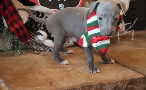 Well Socialized Greyhound For Sale.