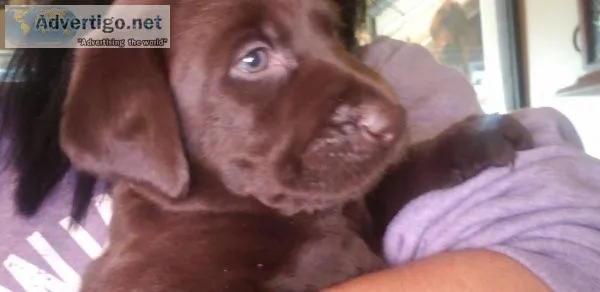 Chocolate lab puppies