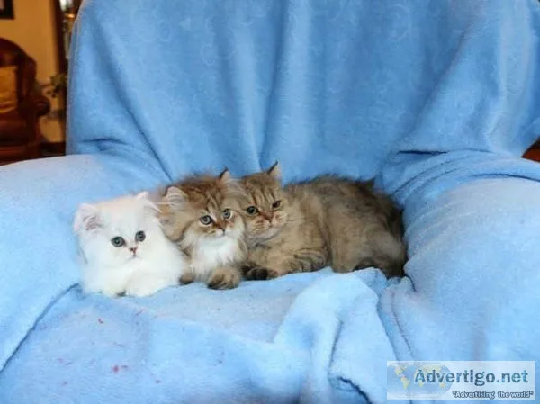 Beautiful Persian Kittens Available