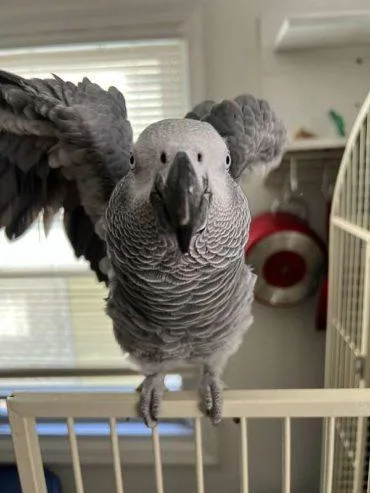 Lovely Congo African Grey Parrots available now