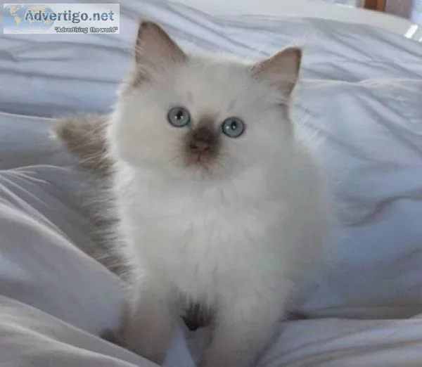  Ragdoll Kittens For Sale 