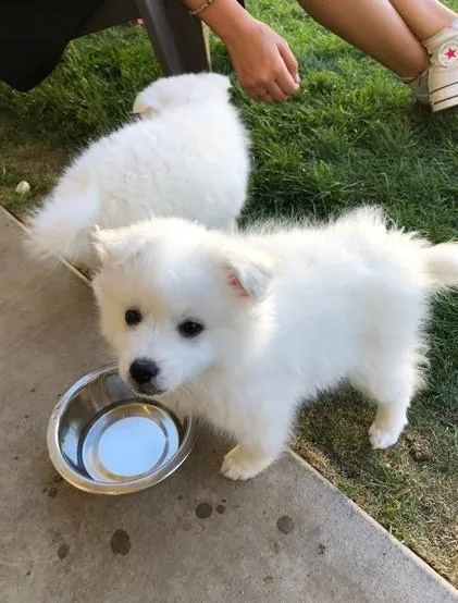 Beautiful American Eskimo puppies for sale.