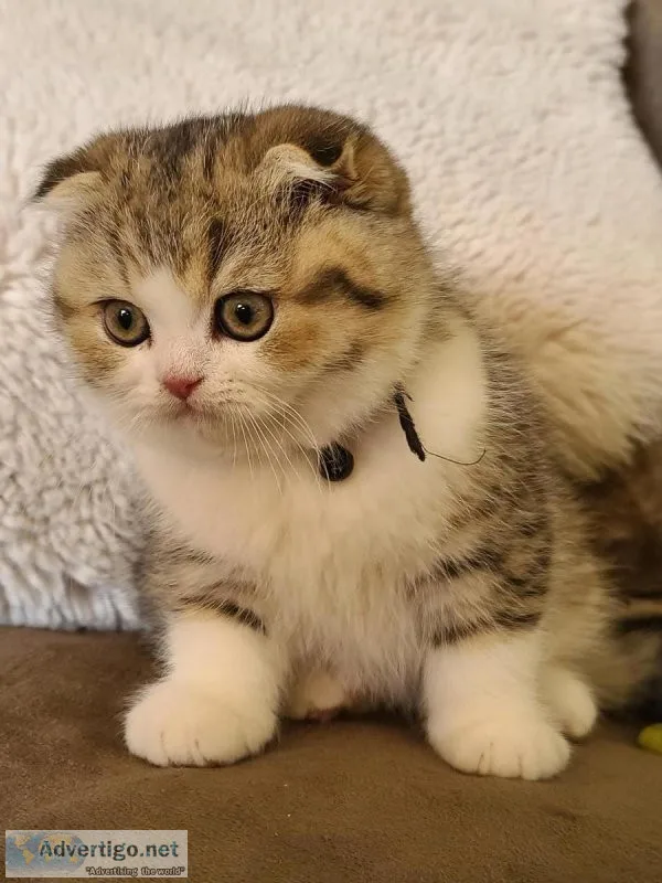 Kittens needs a new home Scottish StraightFold