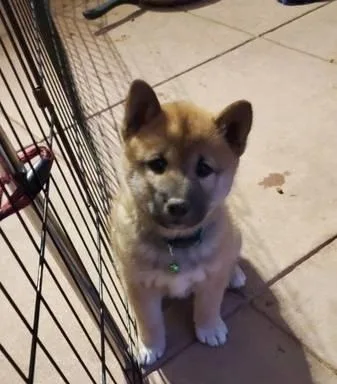 shiba inu puppies