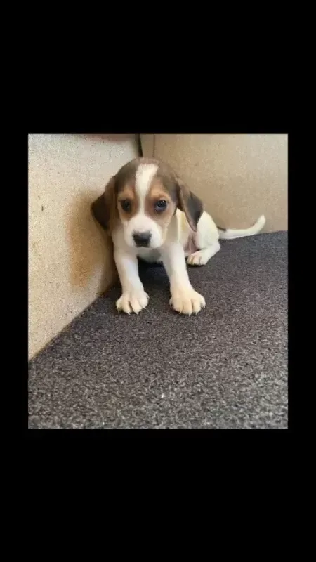 Full breed beagle puppies
