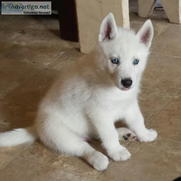 AKC Siberian Husky puppies