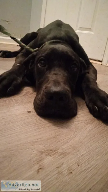 Great Dane Puppies GORGEOUS GENTLE GIANTS 6 mos