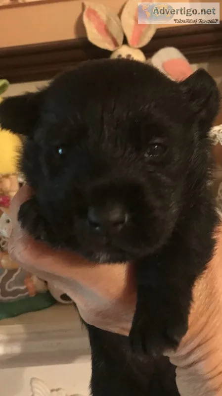 CKC registered Scottish Terrier pups