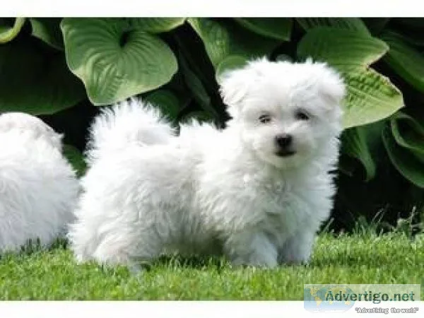 Cute White Maltese For Adoption