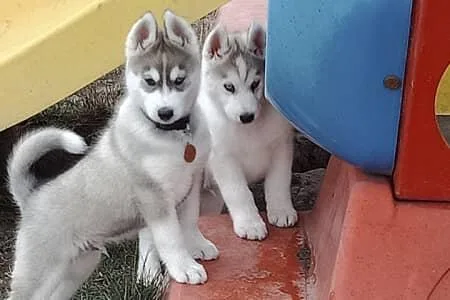 Siberian Husky Puppies for Adoption