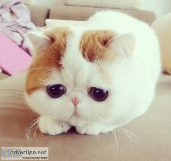 munchkin kittens for sale