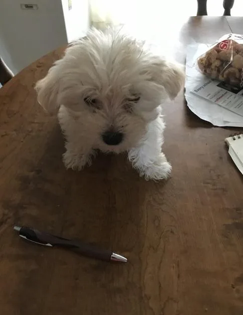 Cute Morkie puppies.