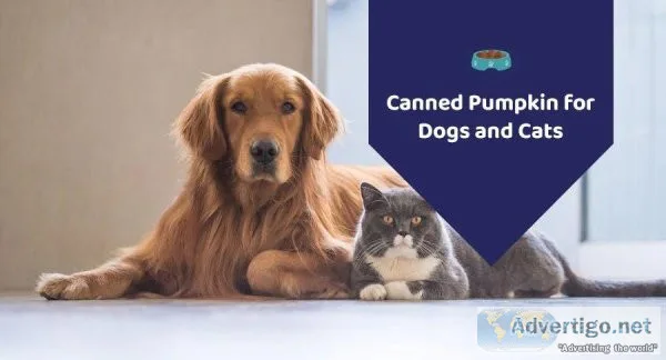Is Pumpkin Beneficial For Dog And Cat Health