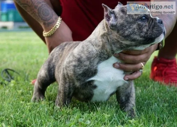 American bully
