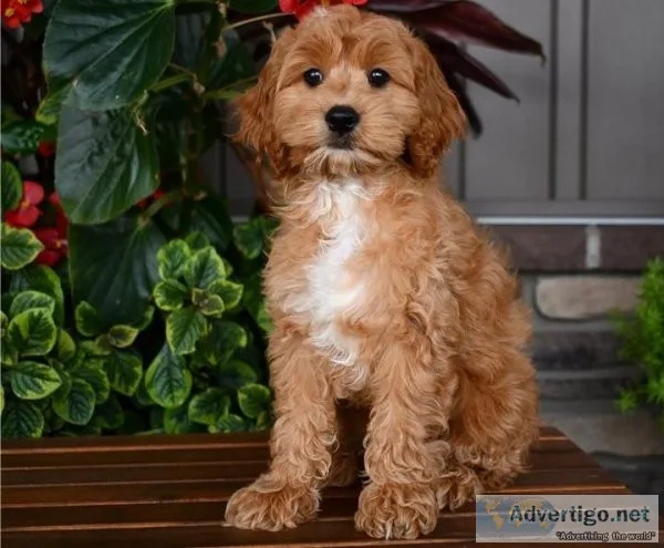 Beautiful Cockapoo puppies