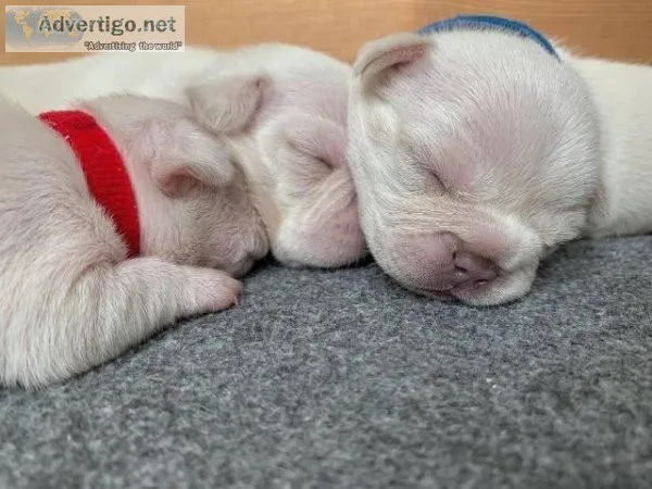 Marvelous French Bulldog Puppy