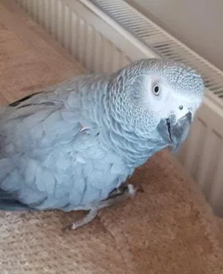 MF African Grey parrot available now