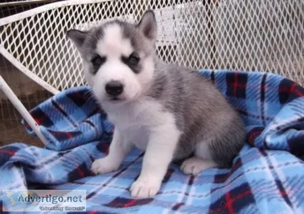 Siberian Husky Puppies Available....