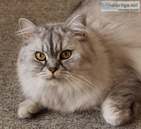 Persian cat for sale in Delhi