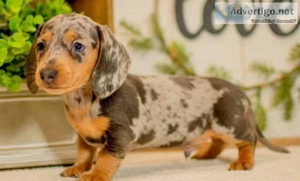 dachshund