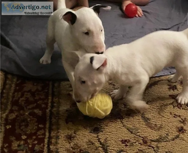 AKC Bull Terrier Puppies For Sale..