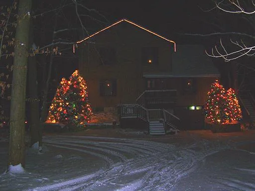 BEAUTIFUL FIR CHRISTMAS TREES FOR SALE
