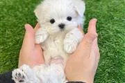 tea cup puppy for sale