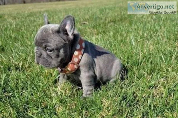 Extremely teacup puppies Available