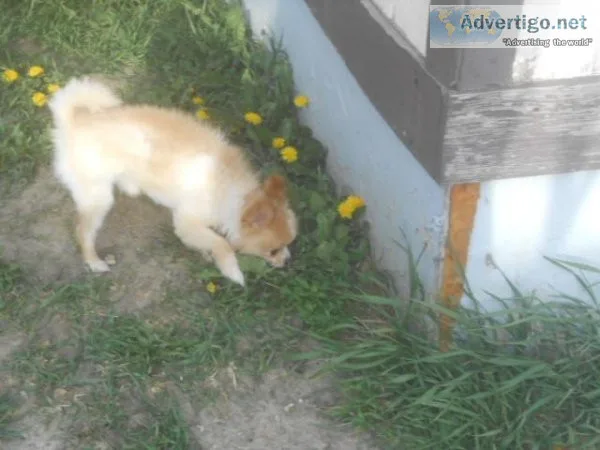 CKC Pomeranian