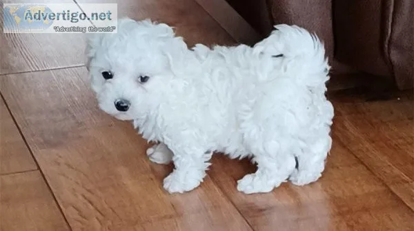 AKC Bichon Frise Puppies.