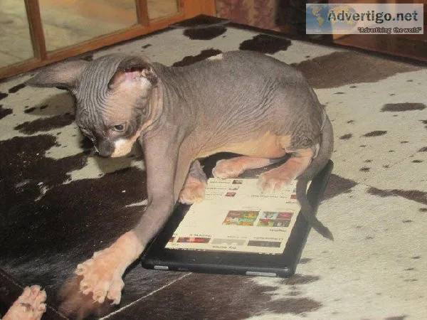 sphynx Kittens