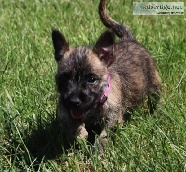 Cute Home Raised Cairn Terrier Puppies