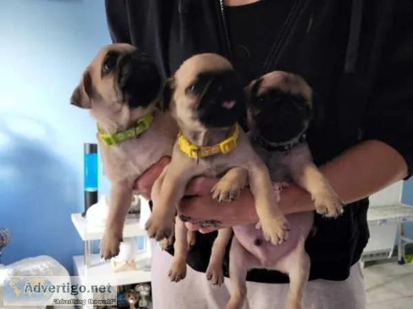 Family Akc Boys and Girls Pug Puppies
