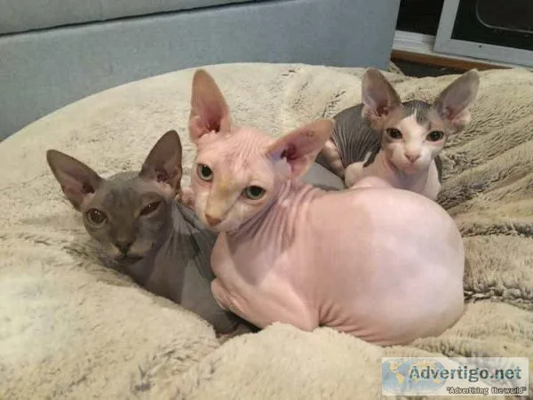 Purebred sphynx kittens for sale Text 17193458293