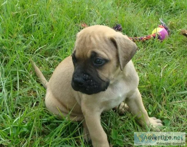 bullmastiff