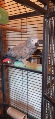 two Able African Grey parrot