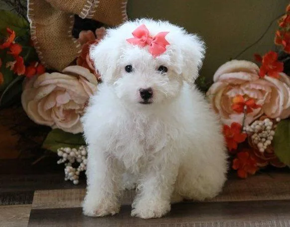 Lovely AKC Maltese Puppies