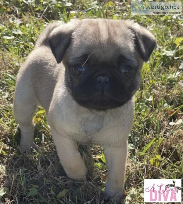Pug babies for sale