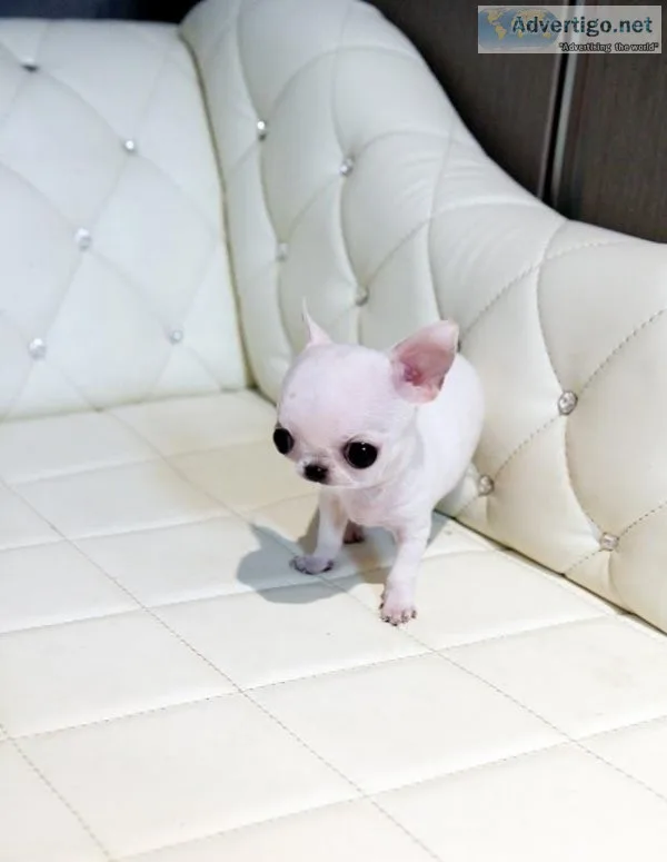 chihuahua
