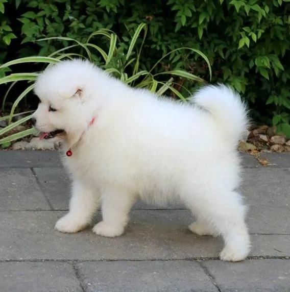 Super Adorable Samoyed Puppies