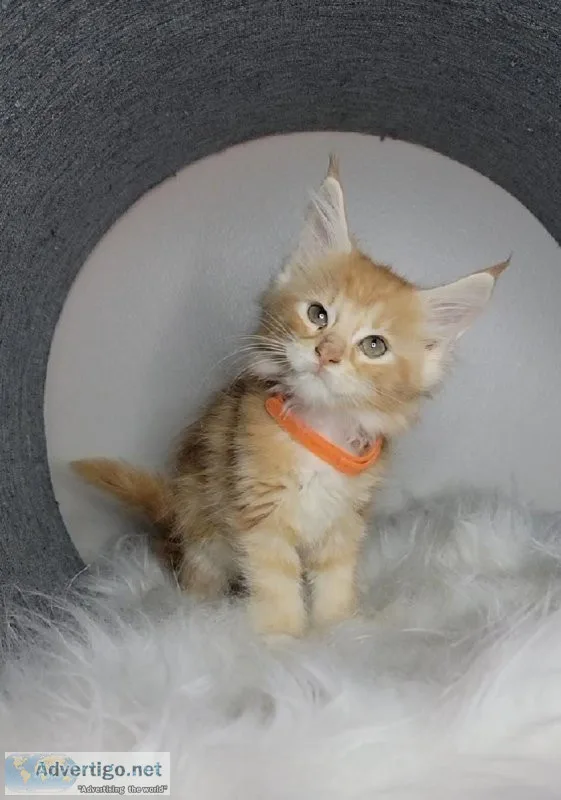 Maine Coon Kittens