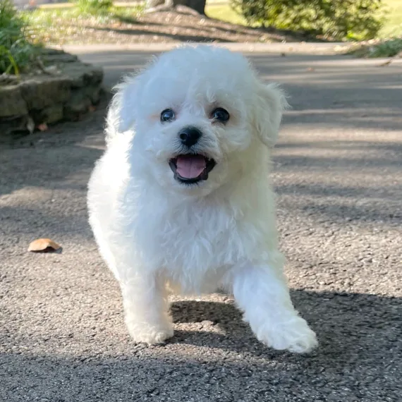 Amazing puppy
