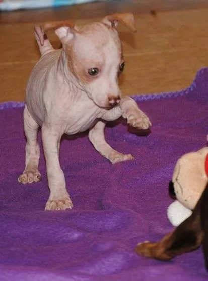 american hairless terrier