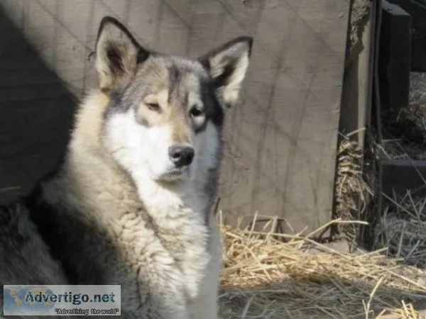 Wolf Hybrid Cubs