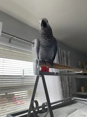 African Grey parrot available now